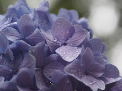 雨の日の紫陽花