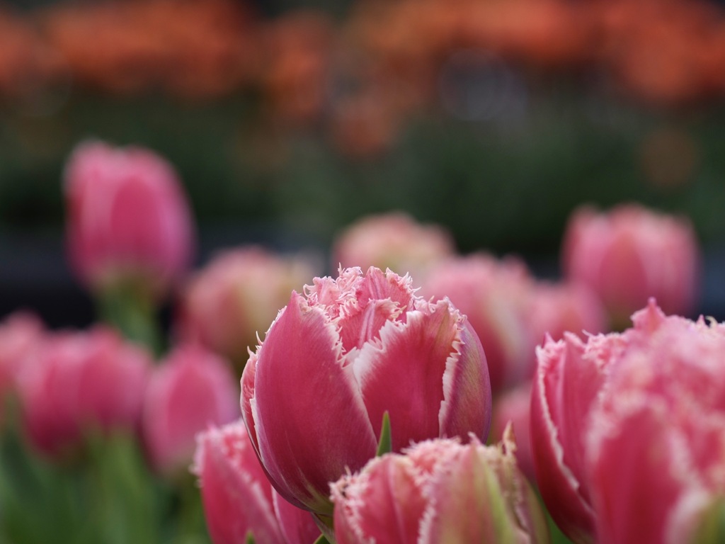 ギザギザハートの子守り唄