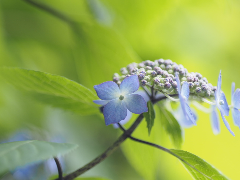 小さな手鞠がいっぱい