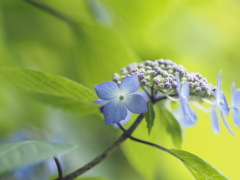 小さな手鞠がいっぱい