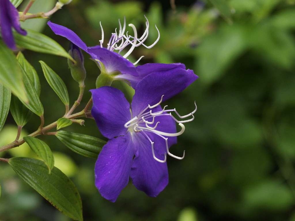 シコンノボタン