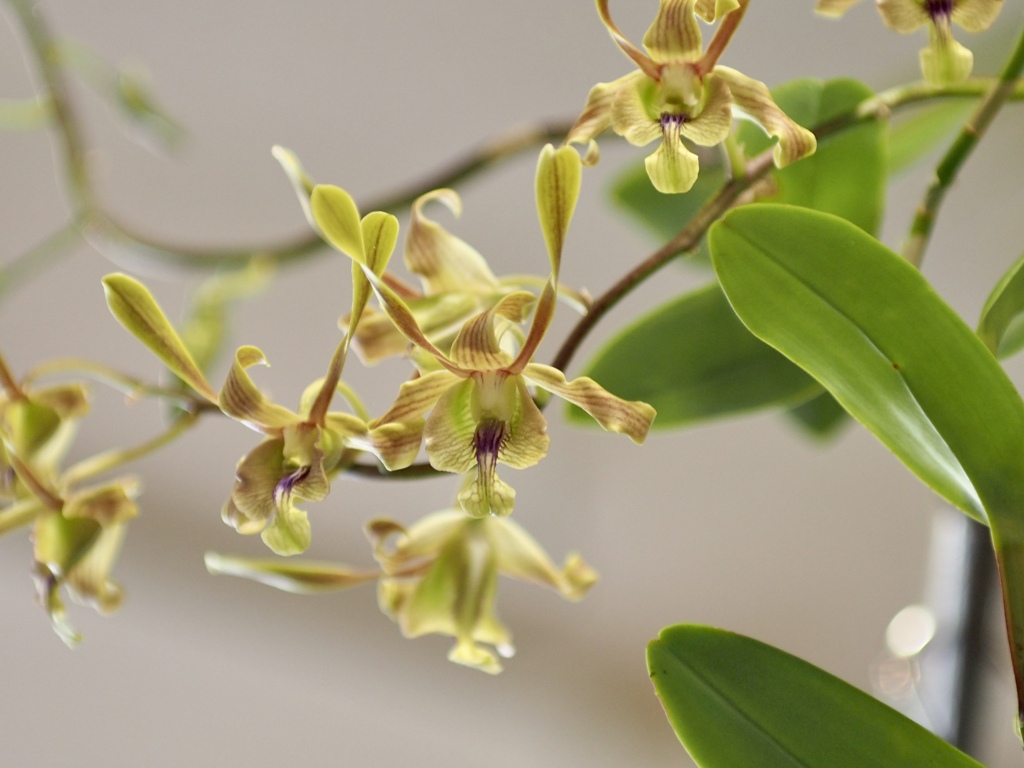 温室にて　蘭の花