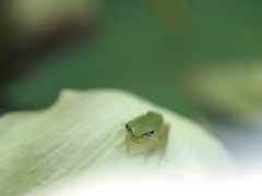 生まれたて