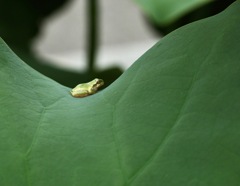 蓮の葉って大きいなぁ