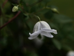 白のクレマチス
