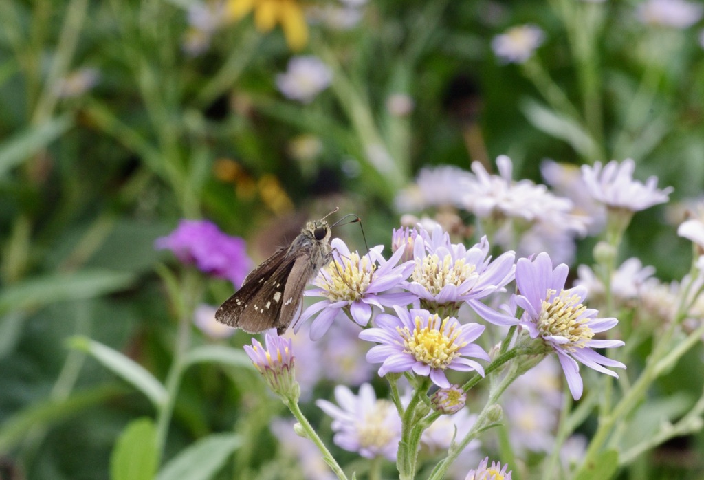 シオンとセセリ