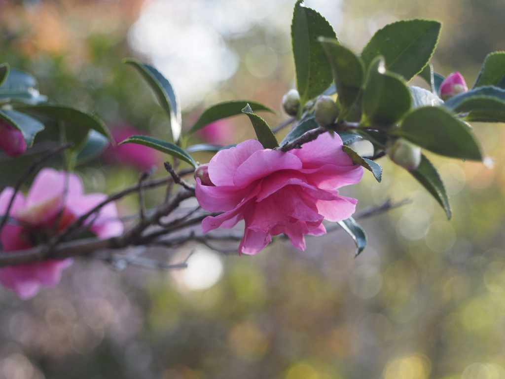 さざんか　さざんか　咲いた道