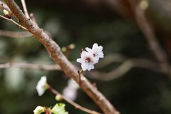 子福桜