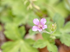 ゲンノショウコ