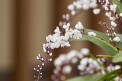 早春の花3 コマチフジ