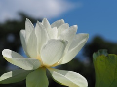青空と白いハス