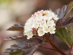 テマリシモツケ