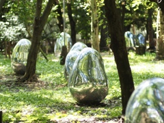 森の中のたまご 森の中のたまご