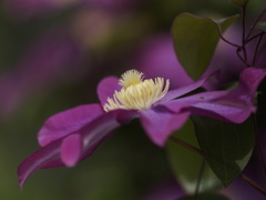 大輪の花　クレマチス