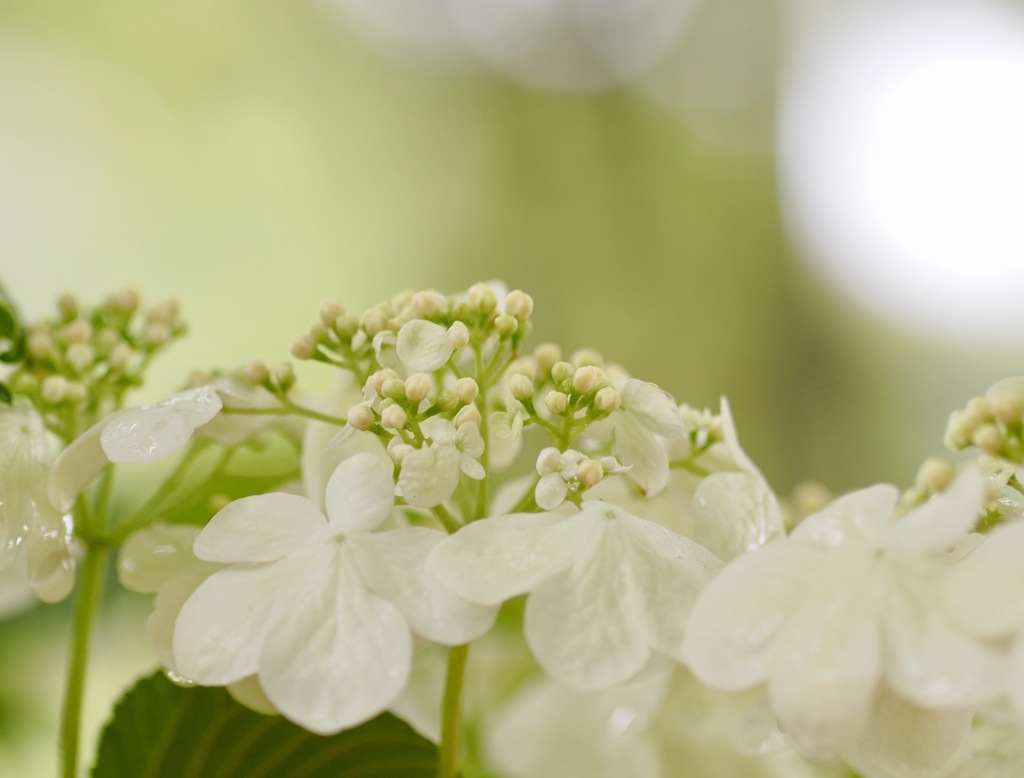 雨の日のセイヨウカンボク