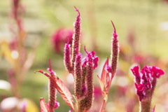 萬葉植物園にて
