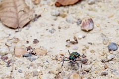 ハンミョウの道案内