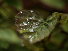 蜘蛛の巣のいたずら