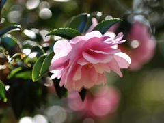 サザンカの咲く道