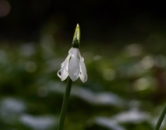 雪どけ　スノードロップ