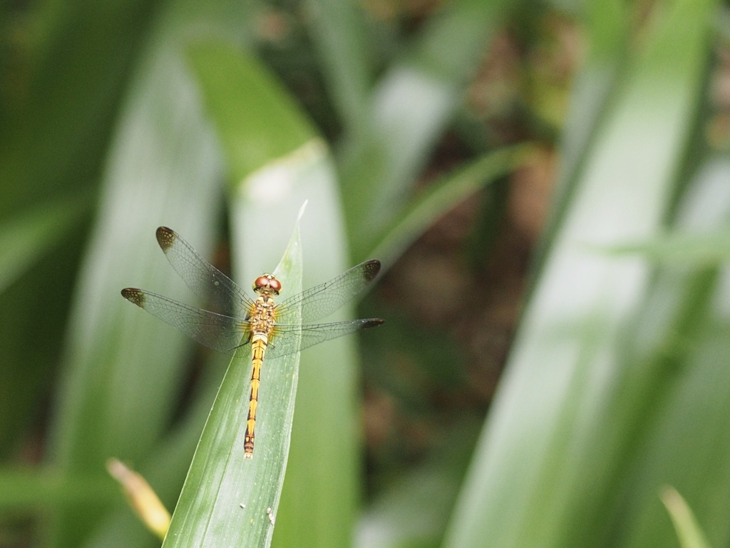 糺の森のトンボ