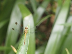 糺の森のトンボ