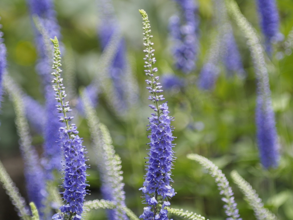 涼やかなオオルリトラノオ