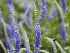 涼やかなオオルリトラノオ