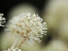 雨上がりのヤツデ
