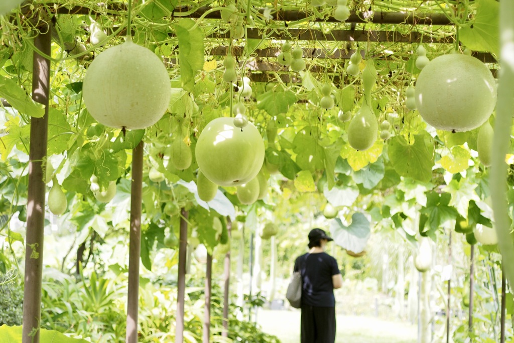 ひょうたん　いろいろ