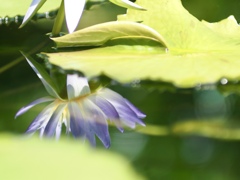 水鏡