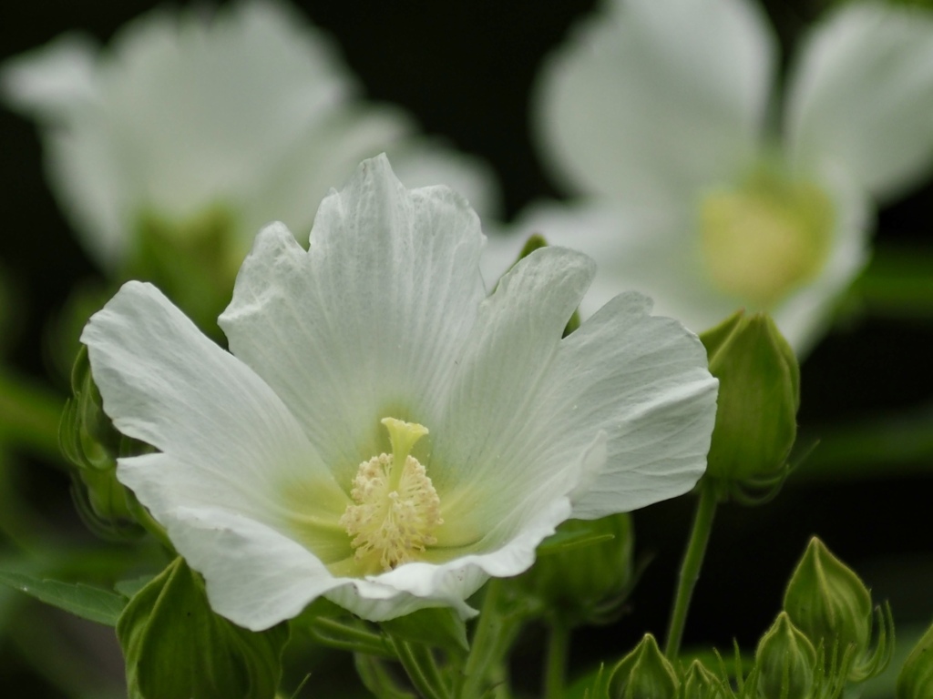 芙蓉