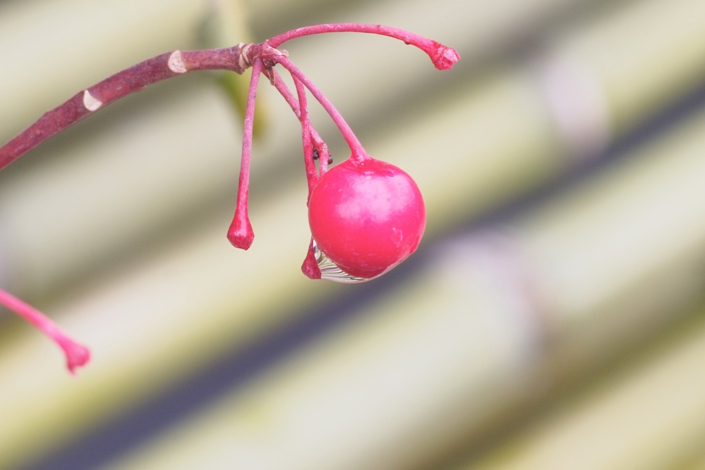 ボーダーな水滴