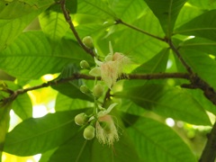 宇治市植物公園　温室にて