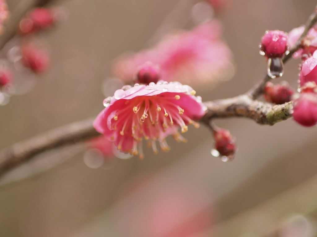 雨の梅園