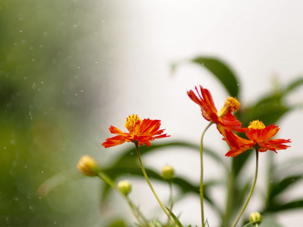 暑サニモ負ケズ