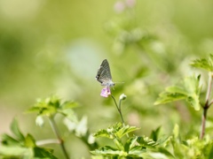 ウラナミシジミとゲンノショウコ