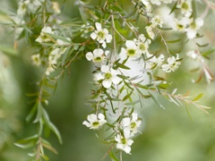 ギョリュウバイ　白