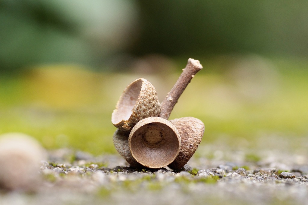 どんぐりの殻斗