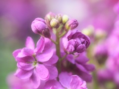 ほのかに甘い香り　ストック