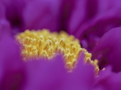 一輪だけ咲いてた早咲きの牡丹