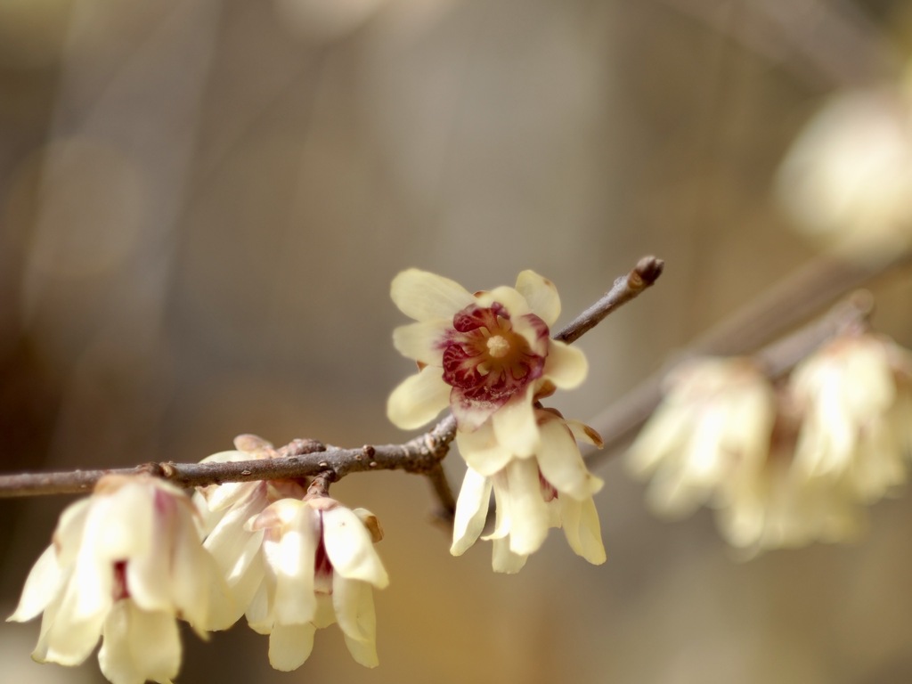香しい香り　ロウバイ