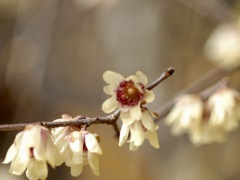 香しい香り　ロウバイ