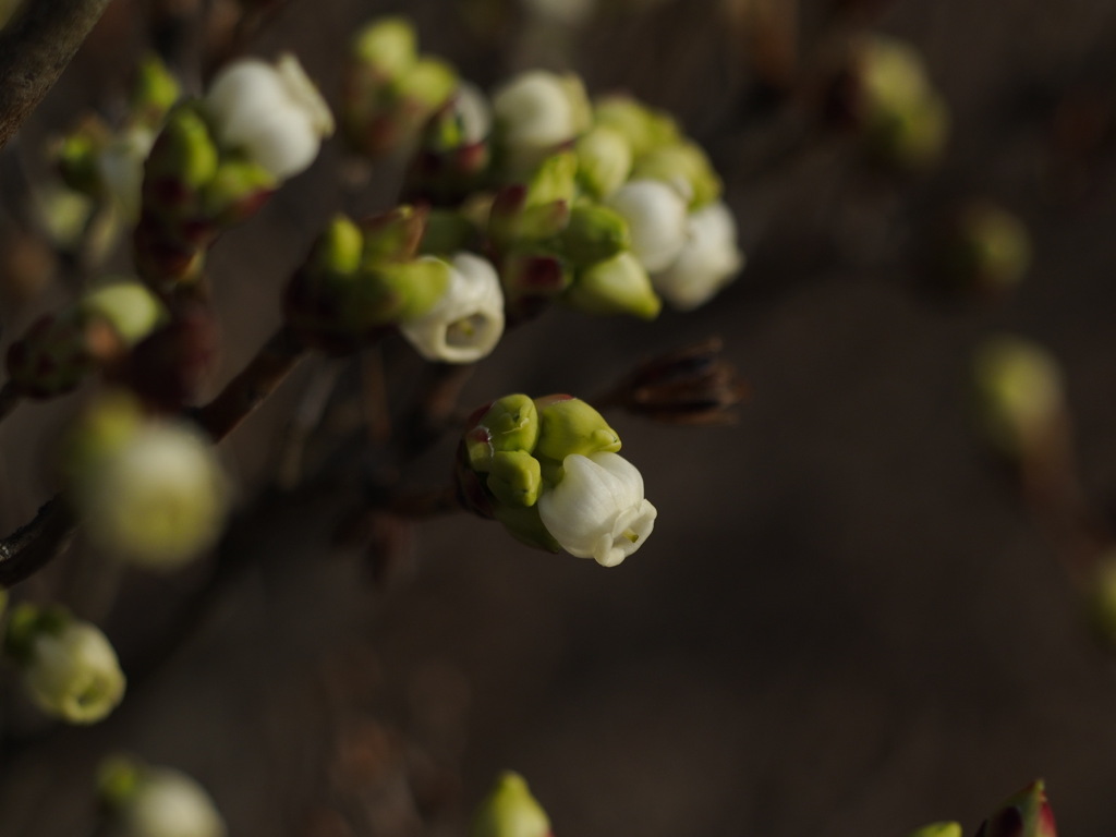 ツクモドウダン