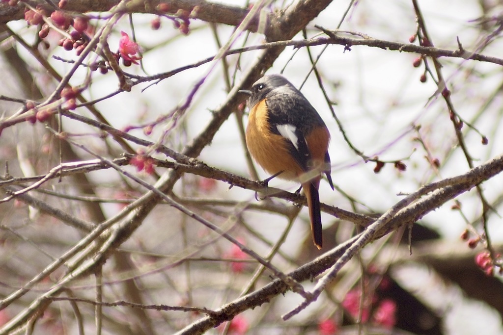 梅林のジョビ君