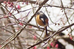 梅林のジョビ君