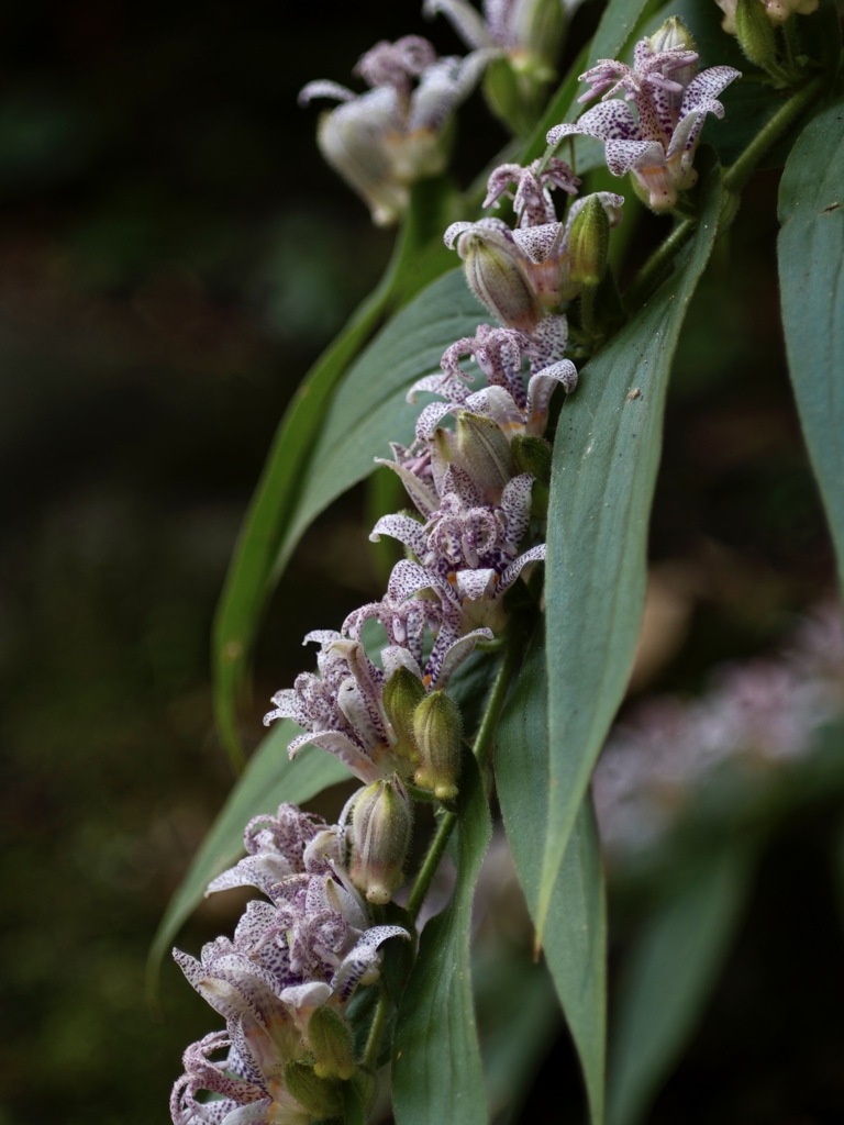 密なホトトギス