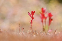 垣根の垣根の曲がり角