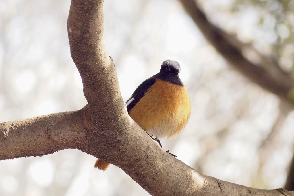 まんまる　グレーヘア君