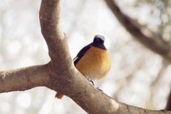 まんまる　グレーヘア君